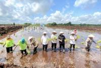 Suasana tanam perdana di lahan hasil program cetak sawah bantuan Kementerian Pertanian di Desa Handil Sohor Kecamatan Mentaya Hilir Selatan, Rabu (30/4/2025). (Foto: ANTARA/HO-Dishanpang Kotim)