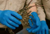 Petugas Karantina Kalsel saat memeriksa komoditas lobster sebelum dikirim ke Jakarta, di Satuan Pelayanan Bandara Gusti Syamsir Alam, Kotabaru, Kalimantan Selatan, Rabu (14/5/2025). (Foto: ANTARA/HO-Karantina Kalsel)