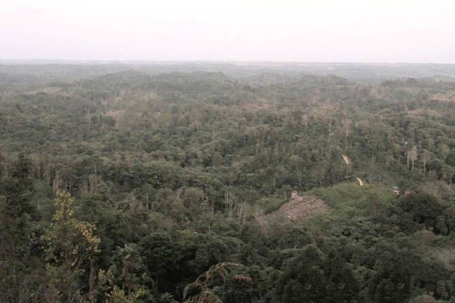 
Bentang alam di perbatasan Semoi-Sepaku-Bukit Bangkirai, Kalimantan Timur, yang masih memiliki hutan lebat. (Foto: ANTARA/Novi Abdi)