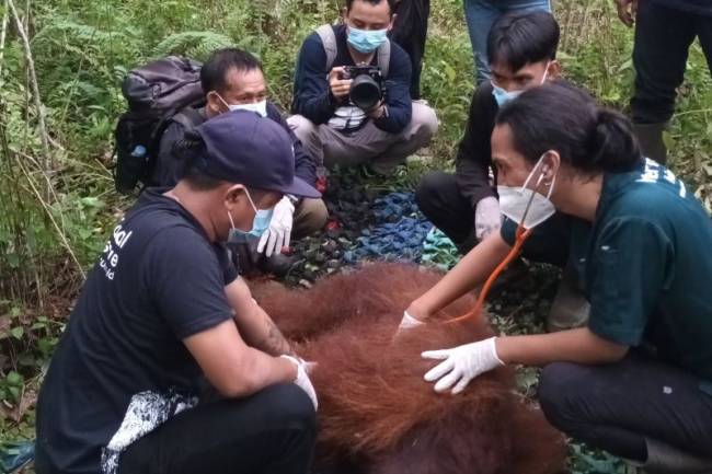 Orangutan Mungky menjalani observasi lanjutan oleh tim medis untuk memastikan kondisi fisik dan mentalnya tetap stabil. (ANTARA/HO-BKSDA Kalbar)
