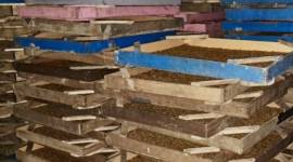 Sebanyak 800 kilogram Ulat Hongkong asal Jawa Timur saat tiba di Pelabuhan Trisakti Banjarmasin, Kalimantan Selatan, Kamis (22/5/2025). (ANTARA/HO-Karantina Kalsel)