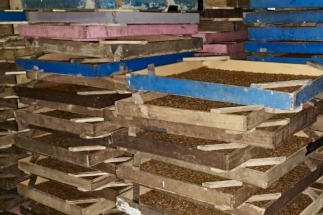 Sebanyak 800 kilogram Ulat Hongkong asal Jawa Timur saat tiba di Pelabuhan Trisakti Banjarmasin, Kalimantan Selatan, Kamis (22/5/2025). (ANTARA/HO-Karantina Kalsel)