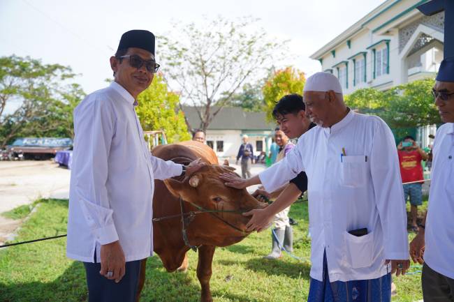 Sapi Limousin Bantuan Presiden RI tiba di Balangan. foto: MC Balangan