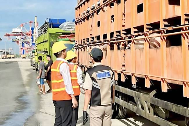 Petugas karantina saat memeriksa ratusan ekor babi potong dari luar daerah saat sandar di Pelabuhan Trisakti Banjarmasin, Kalimantan Selatan, Senin (30/6/2025). (ANTARA/HO-Karantina Kalsel)