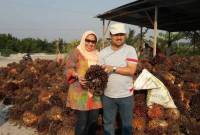 Ir  Pangeran Khairul Saleh bersama sang istri  Hj Raudlatul Jannah di lokasi panen sawit. (SuarIndonesia/Ist)