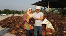 Ir  Pangeran Khairul Saleh bersama sang istri  Hj Raudlatul Jannah di lokasi panen sawit. (SuarIndonesia/Ist)