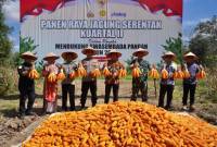 Panen Raya Jagung Serentak Kuartal II. Foto: MC Balangan