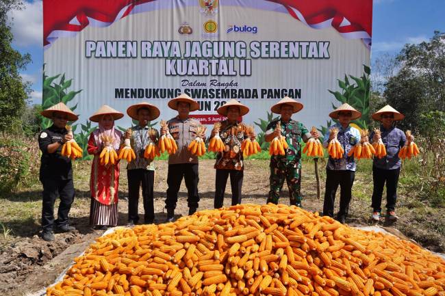 Panen Raya Jagung Serentak Kuartal II. Foto: MC Balangan