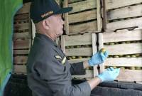 Petugas karantina memeriksa fisik jeruk lokal asal Kabupaten Barito Kuala sebelum dikirim ke Sulawesi Selatan, di Batulicin, Kabupaten Tanah Bumbu, Kalimantan Selatan. (Foto: ANTARA/HO-Karantina Kalsel)