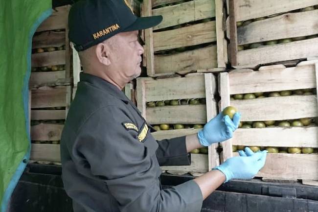 Petugas karantina memeriksa fisik jeruk lokal asal Kabupaten Barito Kuala sebelum dikirim ke Sulawesi Selatan, di Batulicin, Kabupaten Tanah Bumbu, Kalimantan Selatan. (Foto: ANTARA/HO-Karantina Kalsel)