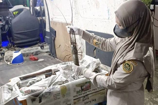 Petugas karantina saat memeriksa lobster yang akan dikirim ke kota-kota besar se-Indonesia melalui Bandara Internasional Syamsudin Noor di Banjarbaru, Kalimantan Selatan, beberapa waktu lalu. (Foto: ANTARA/HO-Karantina Kalsel)
