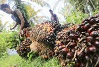 Pekerja mengangkut tandan buah segar (TBS) kelapa sawit saat panen belum lama ini. (Dok ANTARA/Syifa Yulinnas)