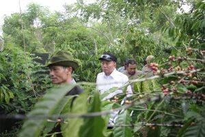 Gubernur H. Muhidin berjalan di perkebunan kopi sebelum turut serta memanen. Foto : MC Kalsel
