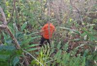 Salah seorang anggota SAR sedang mencari warga hilang di hutan kawasan IKN. (ANTARA/HO-Tim SAR Balikpapan)
