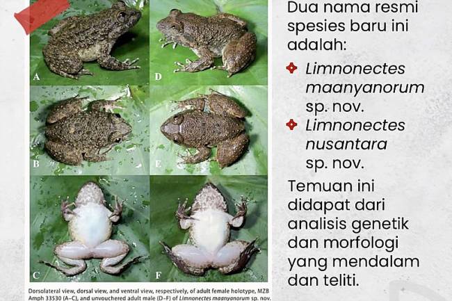 Tangkapan Layar - Peneliti menunjukkan dua spesies baru katak bertaring hasil temuan di kawasan Pegunungan Meratus, di Provinsi Kalimantan Selatan dan Kalimantan Tengah (Kalselteng). (ANTARA/HO-BRIN)