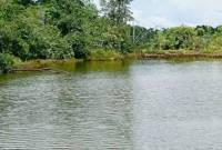 Kolam air bersih warga RT 04 Kelurahan Gersik, Kecamatan Penajam, Kabupaten Penajam Paser Utara (PPU), tempat ditemukan tiga ekor buaya. (ANTARA/HO-BKSDA Kaltim)