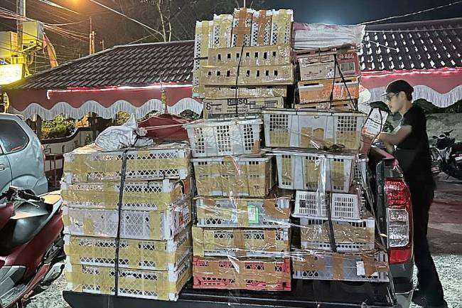 Barang bukti puluhan box berisikan ratusan burung yang akan di selundupkan melalui kawasan Pelabuhan Rakyat Dempo, Kecamatan Pontianak Utara, Rabu (23/7/2025) malam. (ANTARA/HO-BKSDA Kalbar)