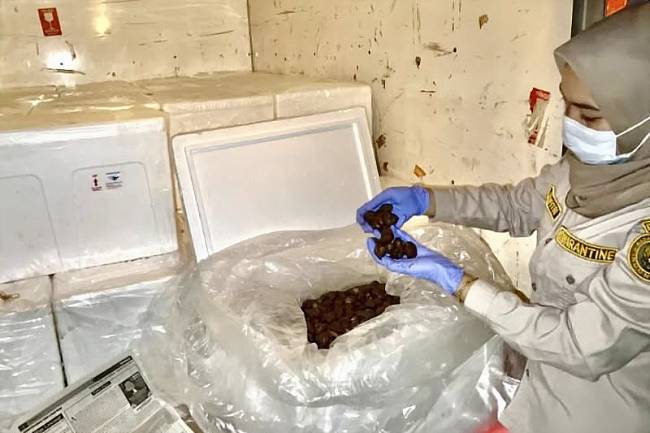 Salah satu petugas karantina memeriksa kerang dara sebelum diekspor ke Thailand melalui Bandara Internasional Syamsudin Noor di Banjarbaru, Kalimantan Selatan. (ANTARA/HO-Karantina Kalsel)