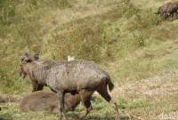 Rusa sambar atau payau. (Foto: Wahyu Setyo Widodo/detikcom)