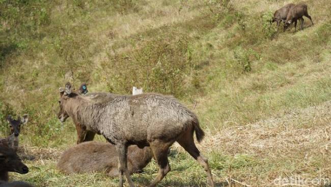 Rusa sambar atau payau. (Foto: Wahyu Setyo Widodo/detikcom)