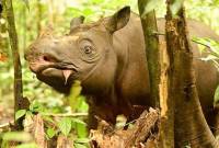 Badak Pari Kalimantan. (Foto: Istimewa/HO-BKSDA Kaltim)