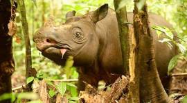 Badak Pari Kalimantan. (Foto: Istimewa/HO-BKSDA Kaltim)