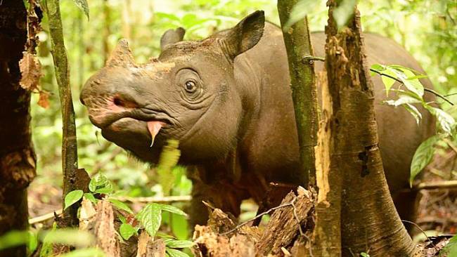 Badak Pari Kalimantan. (Foto: Istimewa/HO-BKSDA Kaltim)
