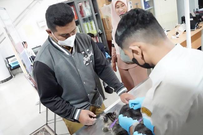 DPKH Kaltim adakan vaksin rabies gratis untuk hewan peliharaan dalam rangka HUT RI ke-80. Ketahui jadwal dan cara daftarnya untuk lindungi hewan kesayangan Anda. (Antara)