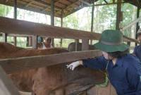 Teks foto
: Pemberian vaksin untuk hewan ternak sapi di Kecamatan Tebing Tinggi. foto: MC Balangan