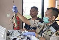 Petugas karantina saat memeriksa lobster sebelum dikirim ke Jakarta melalui Satuan Pelayanan Pelabuhan Kotabaru di Kotabaru, Kalimantan Selatan, beberapa waktu lalu. (SI/Dok Karantina Kalsel)