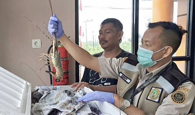 Petugas karantina saat memeriksa lobster sebelum dikirim ke Jakarta melalui Satuan Pelayanan Pelabuhan Kotabaru di Kotabaru, Kalimantan Selatan, beberapa waktu lalu. (SI/Dok Karantina Kalsel)