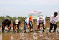 Penanaman padi di Kabupaten Barito Kuala. Foto : MC Kalsel