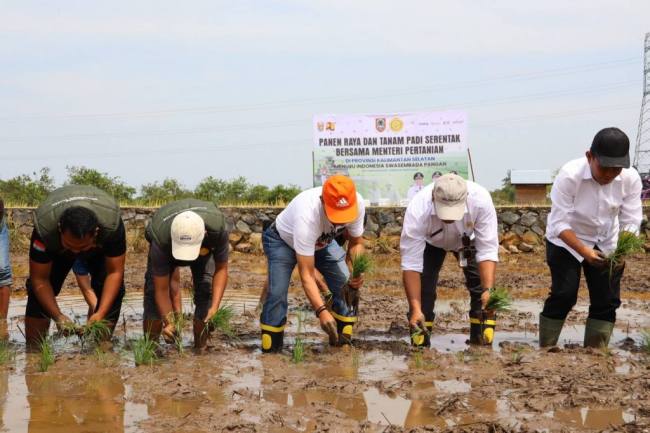 Penanaman padi di Kabupaten Barito Kuala. Foto : MC Kalsel