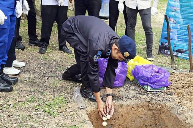 Pemusnahan telur penyu ke lubang yang digelar Dinas Kelautan dan Perikanan Kalimantan Selatan (DKP Kalsel) bersama instansi terkait di Perikanan Budidaya dan Kesehatan Lingkungan (PBKL) Karang Intan, Kabupaten Banjar, Kalimantan Selatan, Rabu (10/9/2025). (SI/Dok DKP Kalsel)