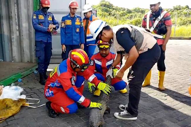 Disdamkarmat Kotim bersama Komunitas Reptil Sampit mengevakuasi seekor trenggiling yang terkurung dalam peti kemas di TPK Bagendang, Rabu (1/1/2025). (SI/ANTARA/Dok Pelindo TPK Bagendang)