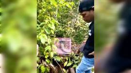 Proses pelepasliaran Trenggiling hasil temuan di Terminal Peti Kemas Bagendang, Jumat (3/10/2025). (SI/ANTARA/DOK BKSDA Sampit)