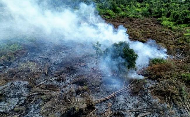 Kebakaran lahan di Gang Rambutan Jalan Mohammad Hatta, Kotawaringin Timur (15/9/2025). (ANTARA/DOK BPBD Kotim)