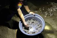 Kegiatan pelepasliaran tukik di Kecamatan Paloh, Kabupaten Sambas, Provinsi Kalimantan Barat. (SI/Antara/DOK Arief Nugroho)