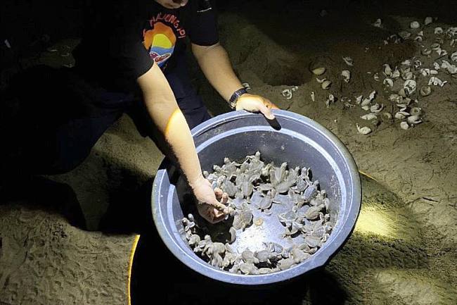 Kegiatan pelepasliaran tukik di Kecamatan Paloh, Kabupaten Sambas, Provinsi Kalimantan Barat. (SI/Antara/DOK Arief Nugroho)