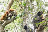 Bekantan yang membawa bayinya (kiri) dan Bayi lutung kelabu (kanan) yang berwarna kuning keemasan dibawa indukan betina saat berada di Pulau Curiak, Kabupaten Barito Kuala, Kalimantan Selatan. (ANTARA/Firman)