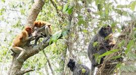 Bekantan yang membawa bayinya (kiri) dan Bayi lutung kelabu (kanan) yang berwarna kuning keemasan dibawa indukan betina saat berada di Pulau Curiak, Kabupaten Barito Kuala, Kalimantan Selatan. (ANTARA/Firman)