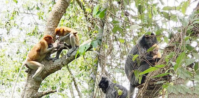 Bekantan yang membawa bayinya (kiri) dan Bayi lutung kelabu (kanan) yang berwarna kuning keemasan dibawa indukan betina saat berada di Pulau Curiak, Kabupaten Barito Kuala, Kalimantan Selatan. (ANTARA/Firman)