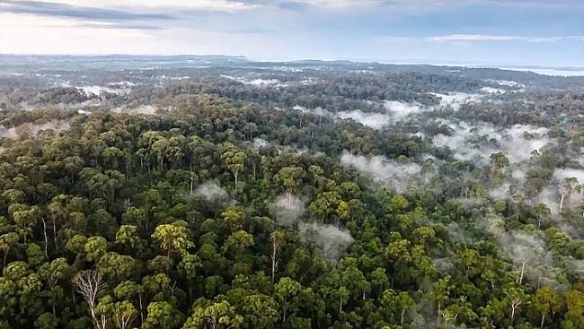Hutan Lindung Sungai Wain di Balikpapan, Kalimantan Timur. (Foto: dok sungaiwain.org)