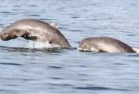 Pesut Mahakam. (Foto: Istimewa)