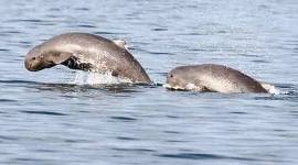 Pesut Mahakam. (Foto: Istimewa)