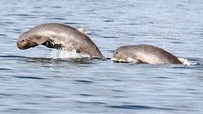 Pesut Mahakam. (Foto: Istimewa)
