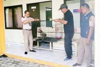 Serah terima seekor elang Bido hasil temuan Balai Karantina Hewan Sampit kepada BKSDA Resort Sampit, Rabu (19/11/2025). (Foto: Istimewa)