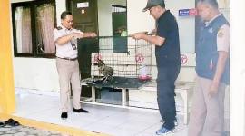 Serah terima seekor elang Bido hasil temuan Balai Karantina Hewan Sampit kepada BKSDA Resort Sampit, Rabu (19/11/2025). (Foto: Istimewa) 
