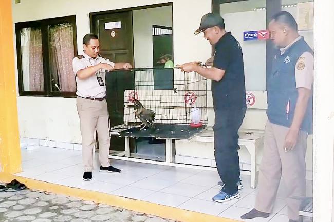 Serah terima seekor elang Bido hasil temuan Balai Karantina Hewan Sampit kepada BKSDA Resort Sampit, Rabu (19/11/2025). (Foto: Istimewa) 
