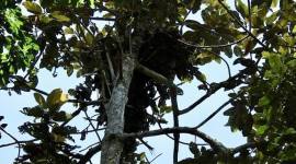 Salah satu titik sarang orang utan yang ditemukan tim gabungan di sebuah pohon kawasan hutan di Desa Habau, Kabupaten Tabalong, Kalimantan Selatan, beberapa waktu lalu. (SI/ANTARA/DOK BKSDA Kalsel)